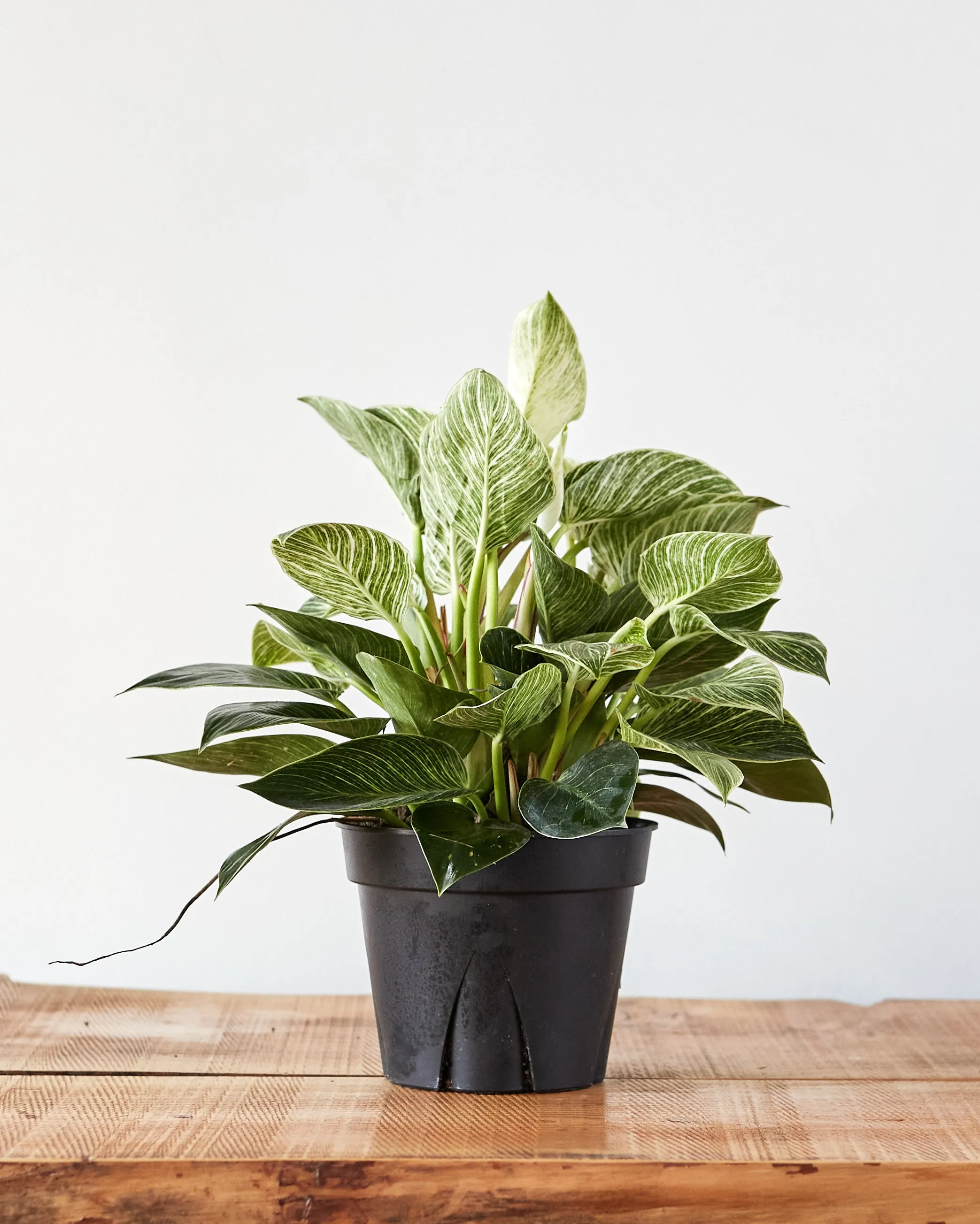 Philodendron birkin, "White Wave"