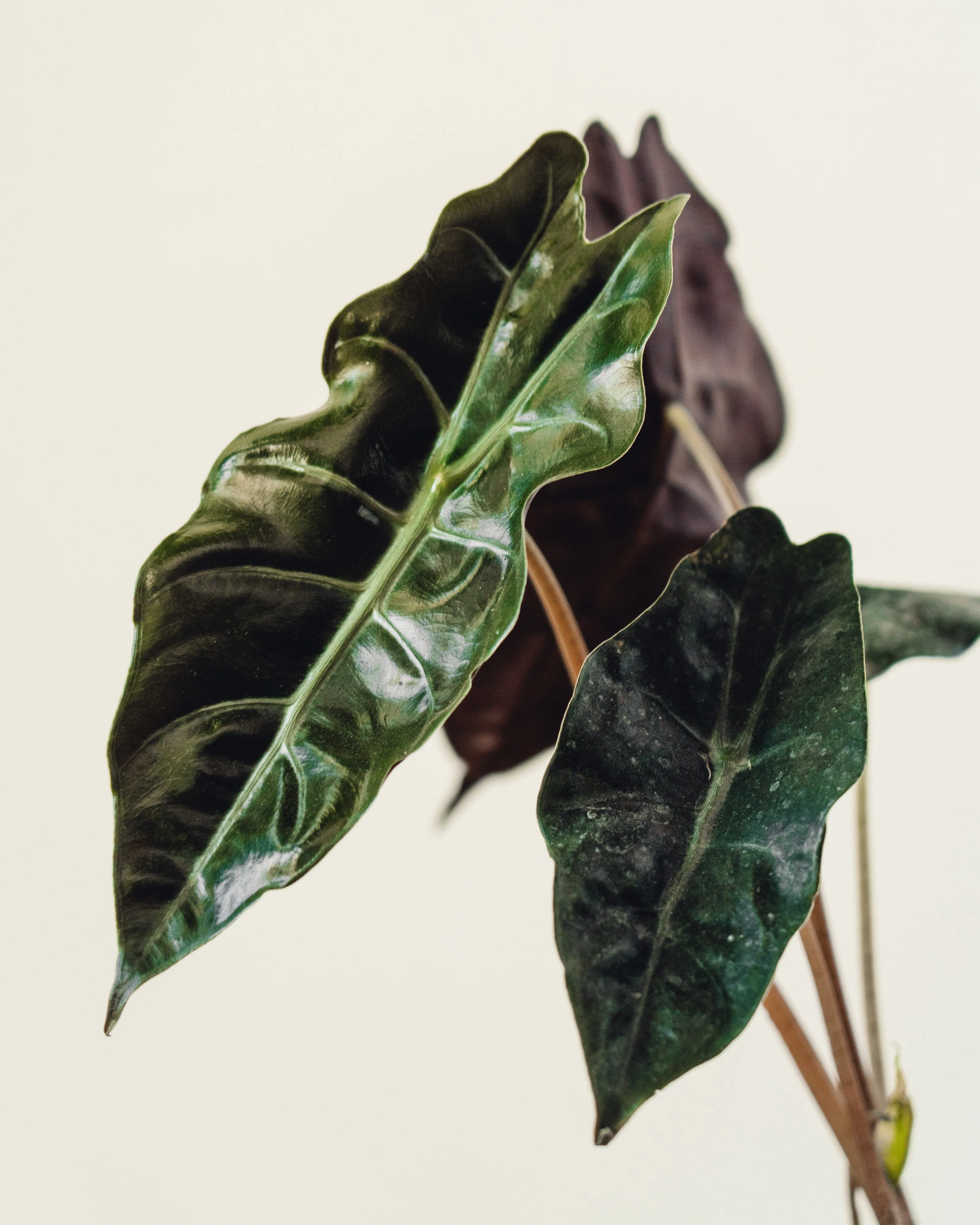 *Rare* Alocasia Chantrieri