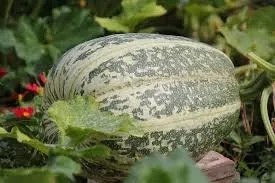 Rare Heirloom Organic Tours French Pumpkin Seeds