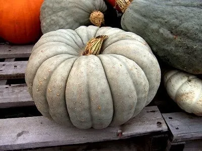 RARE Organic Heirloom Jarrahdale Pumpkin Seeds