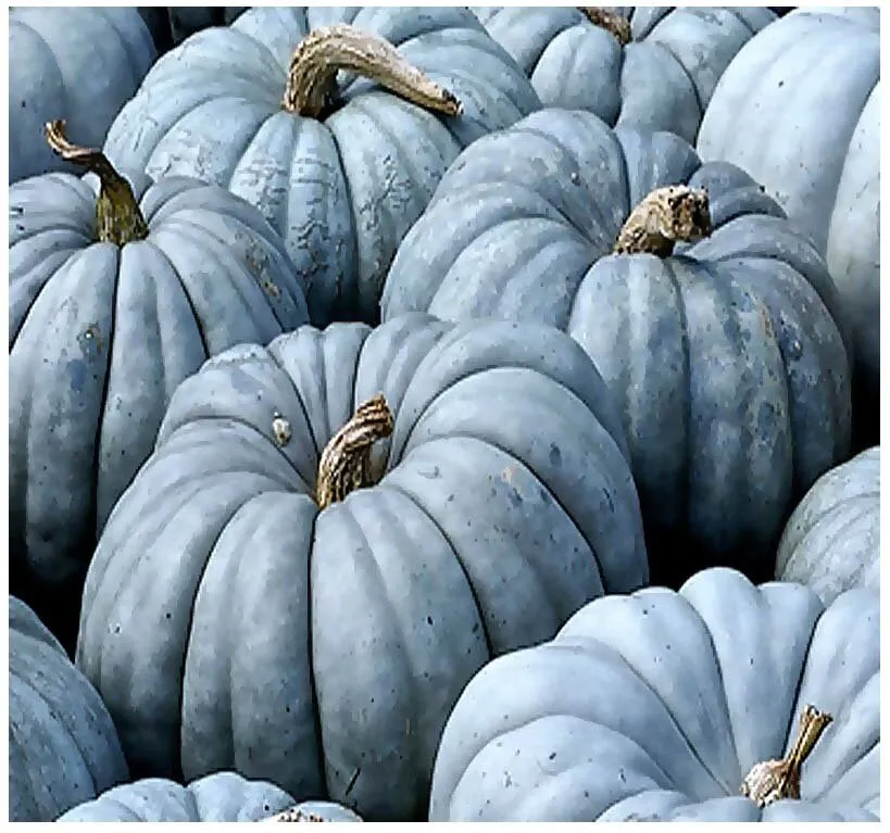 RARE Organic Heirloom Jarrahdale Pumpkin Seeds