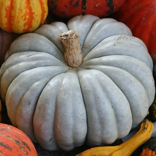 RARE Organic Heirloom Jarrahdale Pumpkin Seeds