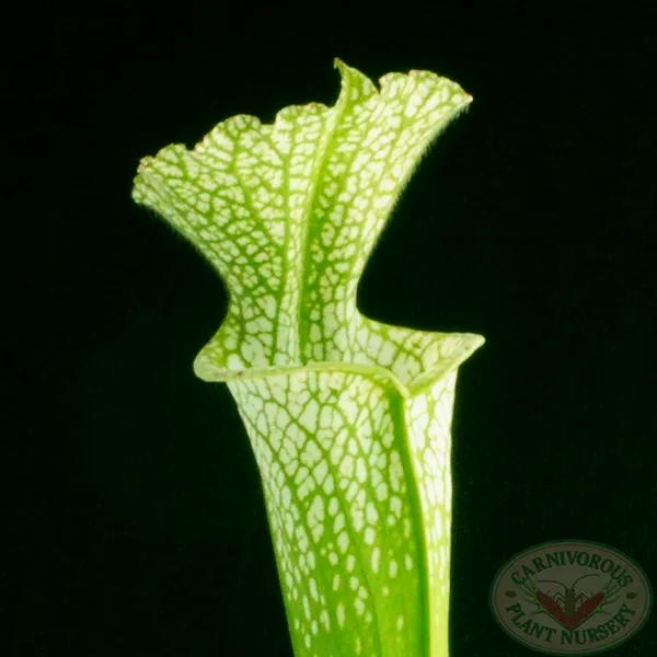 Sarracenia leucophylla viridescens