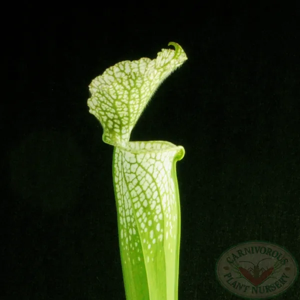 Sarracenia leucophylla viridescens